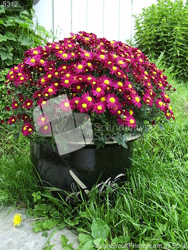 Image of Flowers