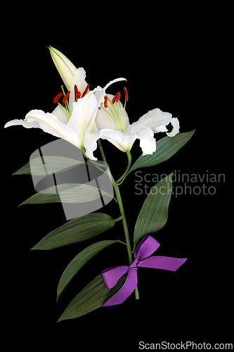 Image of White Lily Flower Symbol for in Deepest Sympathy Card