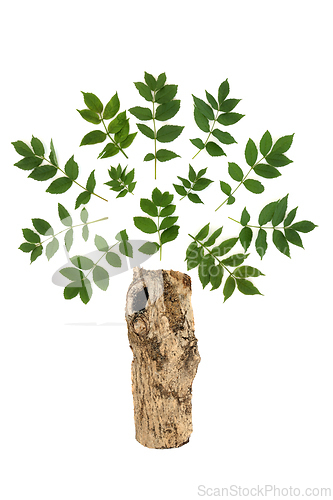 Image of Ash Tree with Leaves Abstract Druid Design Symbol  