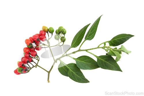 Image of Deadly Nightshade Atropa Belladonna Plant  