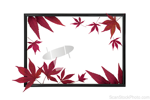 Image of Autumn Fall Maple Leaves Background Border Frame