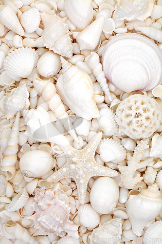 Image of Sea Shell Background with Large Collection of White Shells