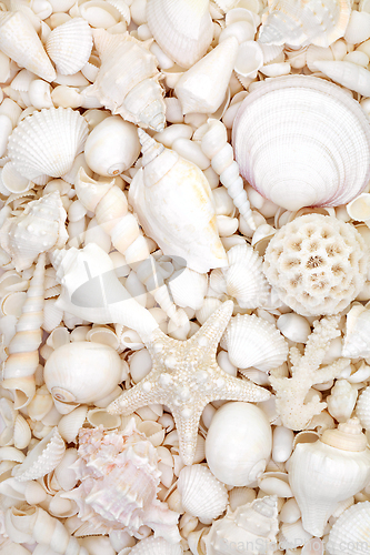 Image of Sea Shell Background with Large Collection of White Shells