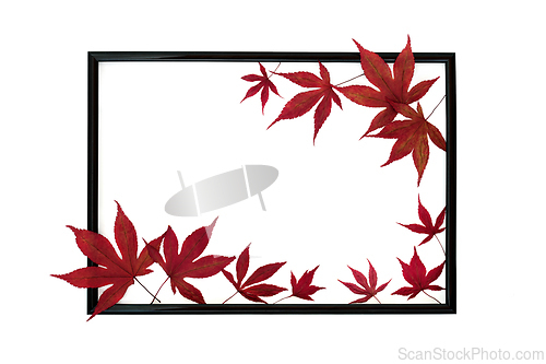 Image of Vibrant Autumn Maple Leaves Background Border Frame