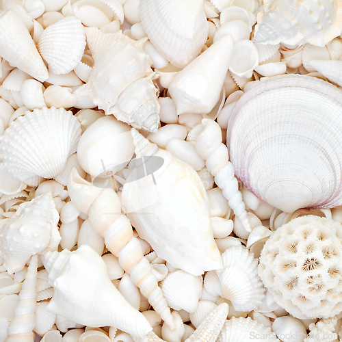 Image of White Seashell Background with Large Collection of Shells