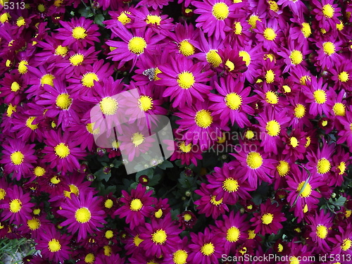 Image of Flowers