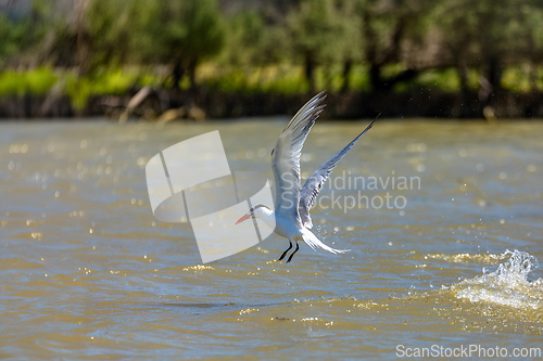 Image of Royal tern (Thalasseus maximus), Santuario de Fauna y Flora Los Flamencos. Caribbean Region. Wildlife and birdwatching in Colombia