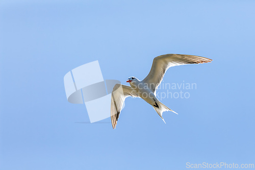 Image of Royal tern (Thalasseus maximus), Santuario de Fauna y Flora Los Flamencos. Caribbean Region. Wildlife and birdwatching in Colombia
