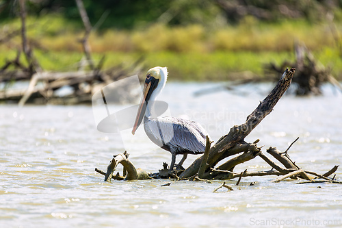 Image of Brown pelican (Pelecanus occidentalis), Caribbean Region. Wildlife and birdwatching in Colombia
