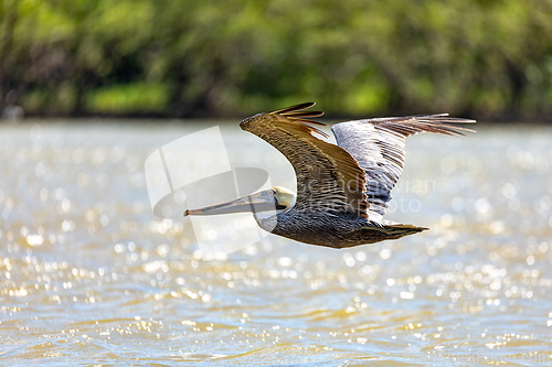 Image of Brown pelican (Pelecanus occidentalis), Caribbean Region. Wildlife and birdwatching in Colombia