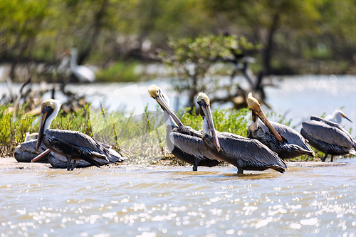 Image of Brown pelican (Pelecanus occidentalis), Caribbean Region. Wildlife and birdwatching in Colombia