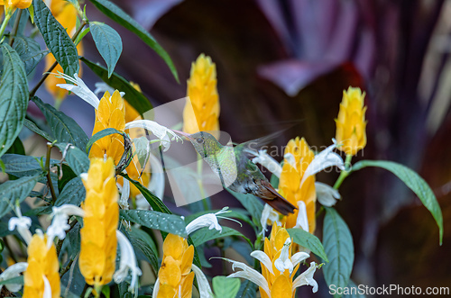 Image of Crowned woodnymph (Thalurania colombica) female hummingbird. Minca Sierra Nevada de Santa Marta. Wildlife birdwatching in Colombia