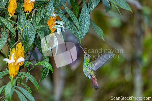 Image of Crowned woodnymph (Thalurania colombica) female hummingbird. Minca Sierra Nevada de Santa Marta. Wildlife birdwatching in Colombia