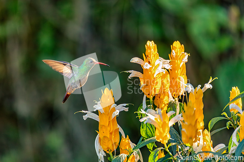 Image of Crowned woodnymph (Thalurania colombica) female hummingbird. Minca Sierra Nevada de Santa Marta. Wildlife birdwatching in Colombia