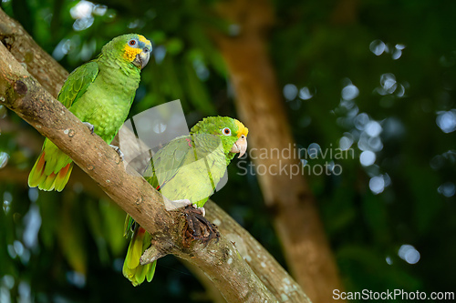Image of Orange-winged and and Yellow-crowned amazon (Amazona amazonica and ochrocephala), Bolivar, Wildlife and birdwatching in Colombia