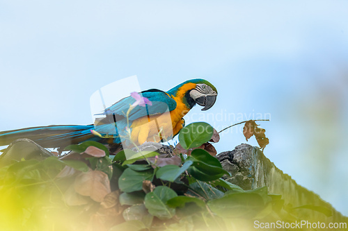 Image of Blue-and-yellow macaw (Ara ararauna), Malagana, Bolivar department. Wildlife and birdwatching in Colombia