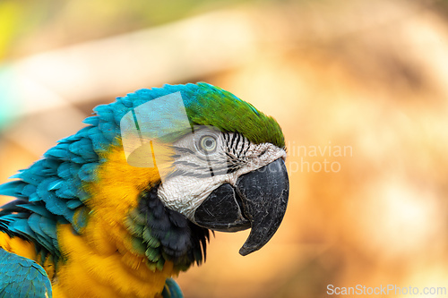 Image of Blue-and-yellow macaw (Ara ararauna), Malagana, Bolivar department. Wildlife and birdwatching in Colombia
