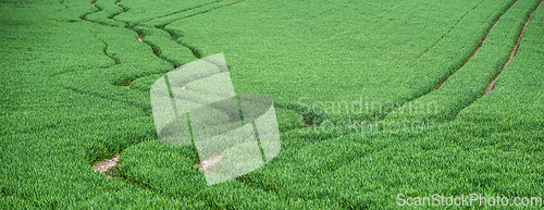 Image of Field with low green grain and tracks left by the tractor