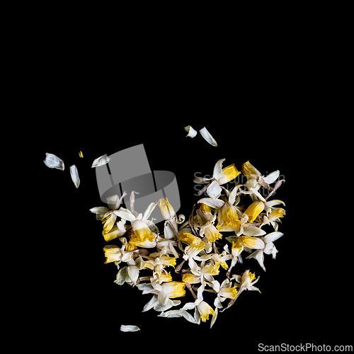 Image of Heart shape from dry narcissus flowers on a black background