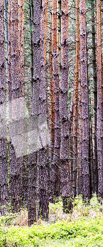 Image of Shot of pine tree trunks in forest with forest undergrowth