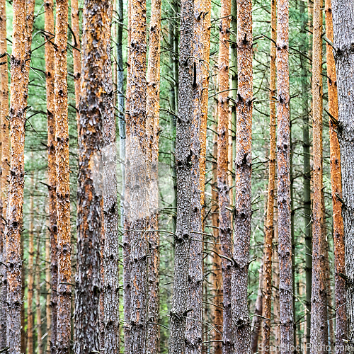 Image of Shot of pine tree trunks in forest