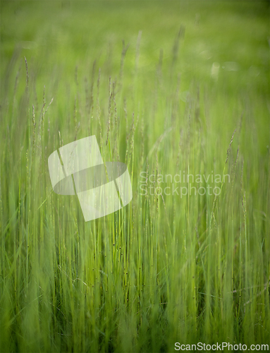 Image of Green blades of grass in a meadow