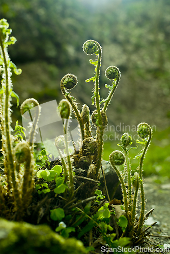 Image of Fern leaves curled into a spiral in spring