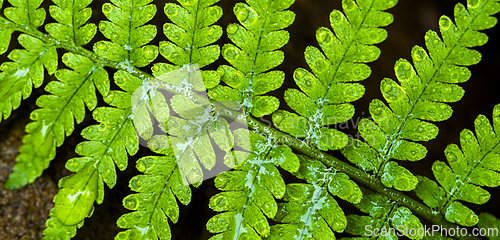 Image of Detail of a green leaf of fern