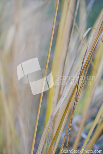 Image of Dry grass in autumn colors. Abstract background