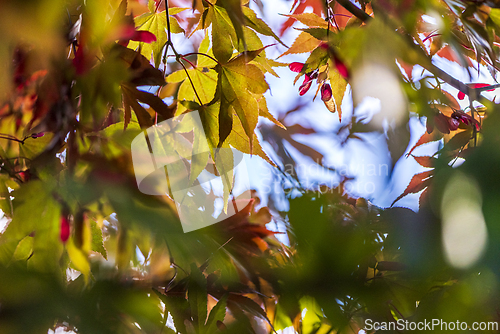 Image of Colorful leaves of Japanese maple in autumn.