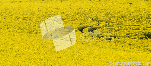 Image of A shot of a blooming field with rapeseed