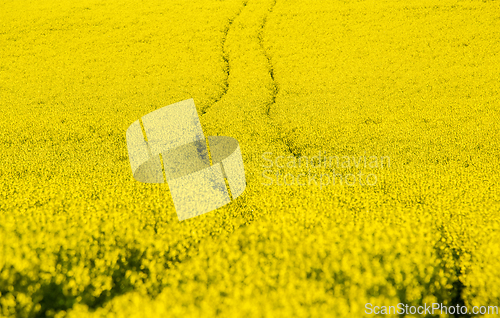 Image of A shot of a blooming field with rapeseed. 