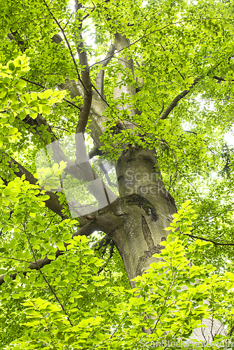 Image of Shot of a part of an old beech tree. Trunk, branches and green l
