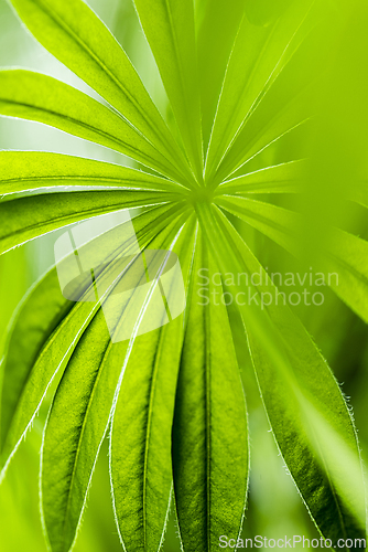 Image of Photo of a green leaf of Lupine. View from below