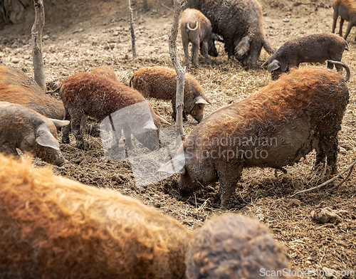 Image of Group of mangalica pigs