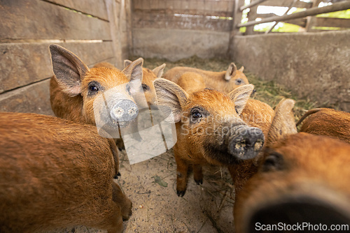 Image of Group of curious piglets