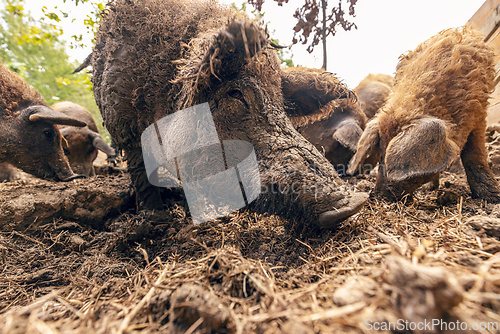 Image of Mangalica pigs foraging in mud
