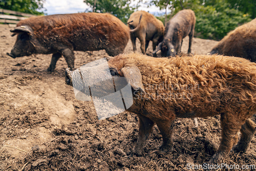 Image of Mangalica pig is standing in mud