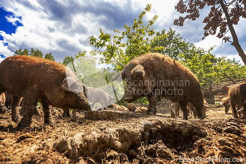 Image of Pigs enjoying their day on a farm