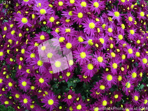 Image of Flower