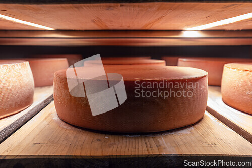 Image of Many large cheese wheels