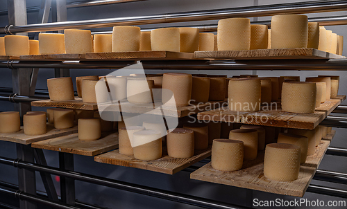 Image of Many wheels of cheese