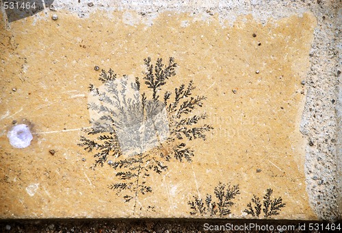 Image of fossilized leaves on stone