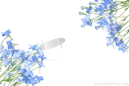 Image of Blue Delphinium Flower Beautiful Summer Background Border 