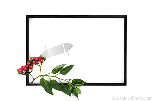 Image of Deadly Nightshade Plant Background Frame 