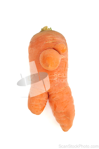 Image of Forked Carrot Knobbly Root Vegetable