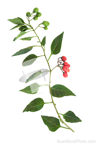 Image of Deadly Nightshade Atropa Belladonna Plant  