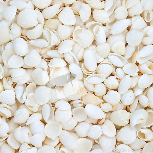 Image of White Seashells Decorative Marine Life Background 