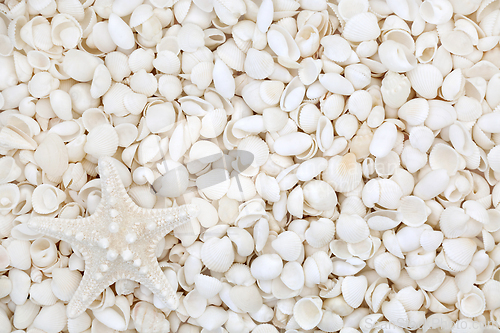 Image of Starfish Sea Shell and White Beach Shells Background