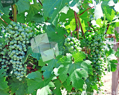 Image of vine and grapes background